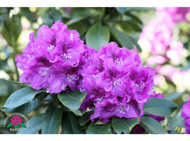 Rhododendron   'Ilgonis'
